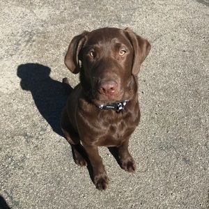 Meet your Posher, Henry